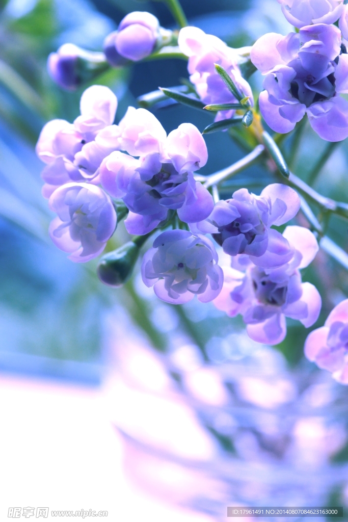 唯美丁香花