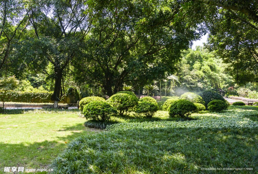 绿荫