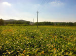 现代乡村风景