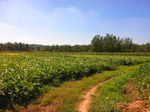 乡间小路