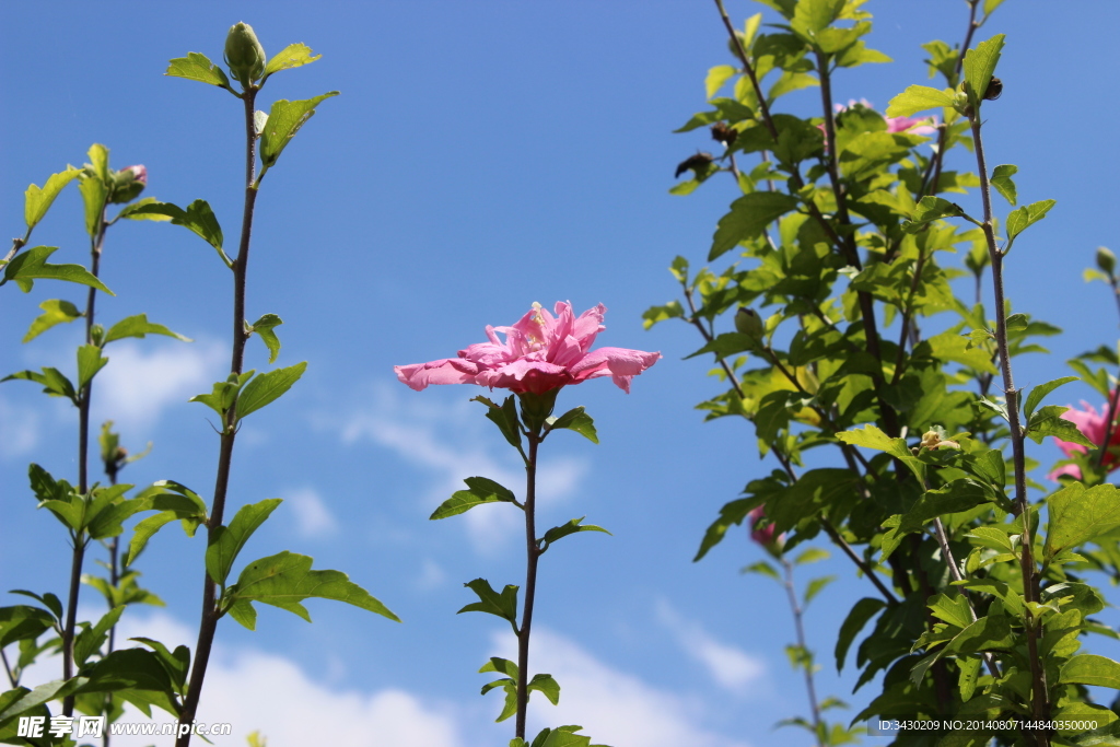 花朵