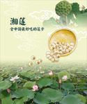 莲子宣传板