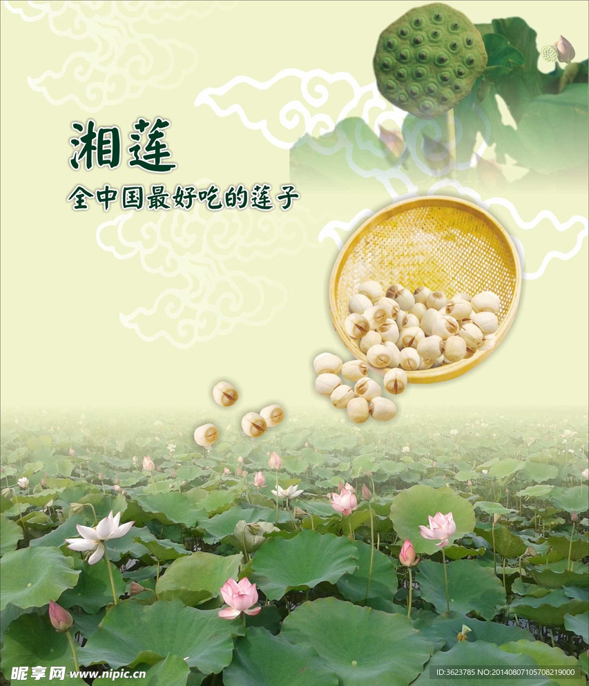 莲子宣传板