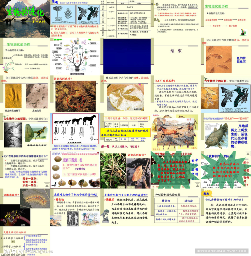 生物的进化