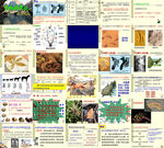 生物进化