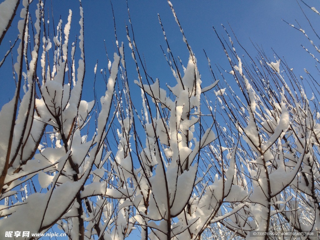 白雪挂枝头