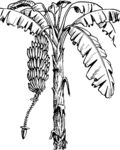 香蕉树