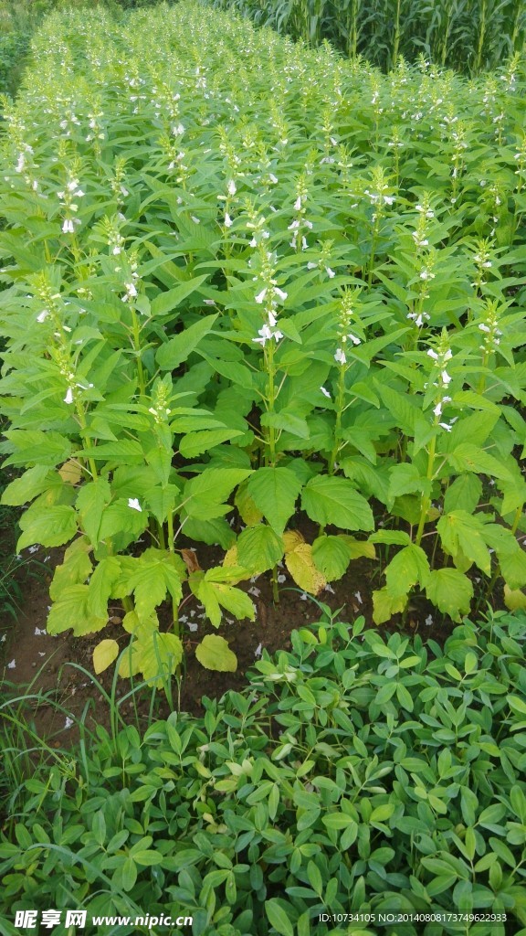 芝麻地