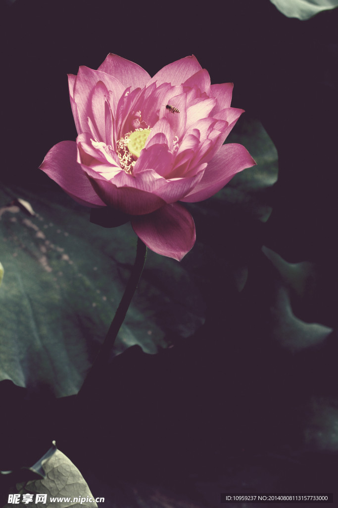 荷花