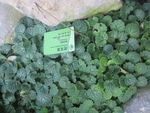 虎耳草