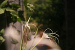 花蕊
