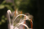花蕊