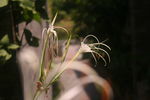 花蕊