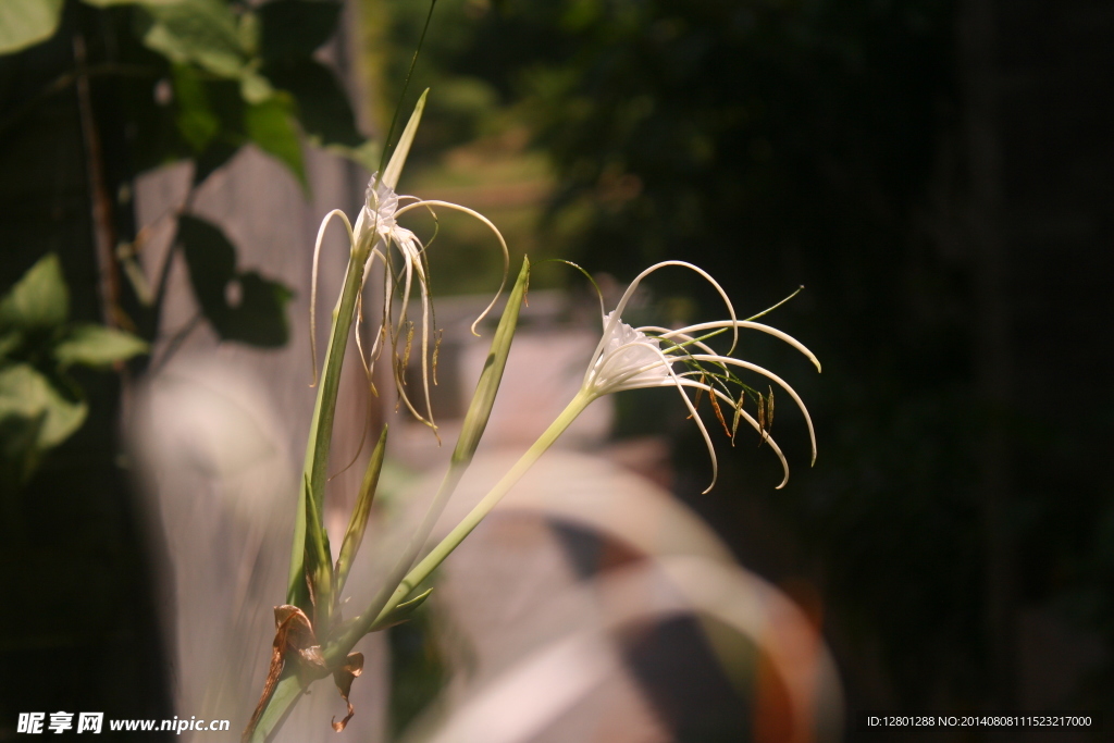 花蕊