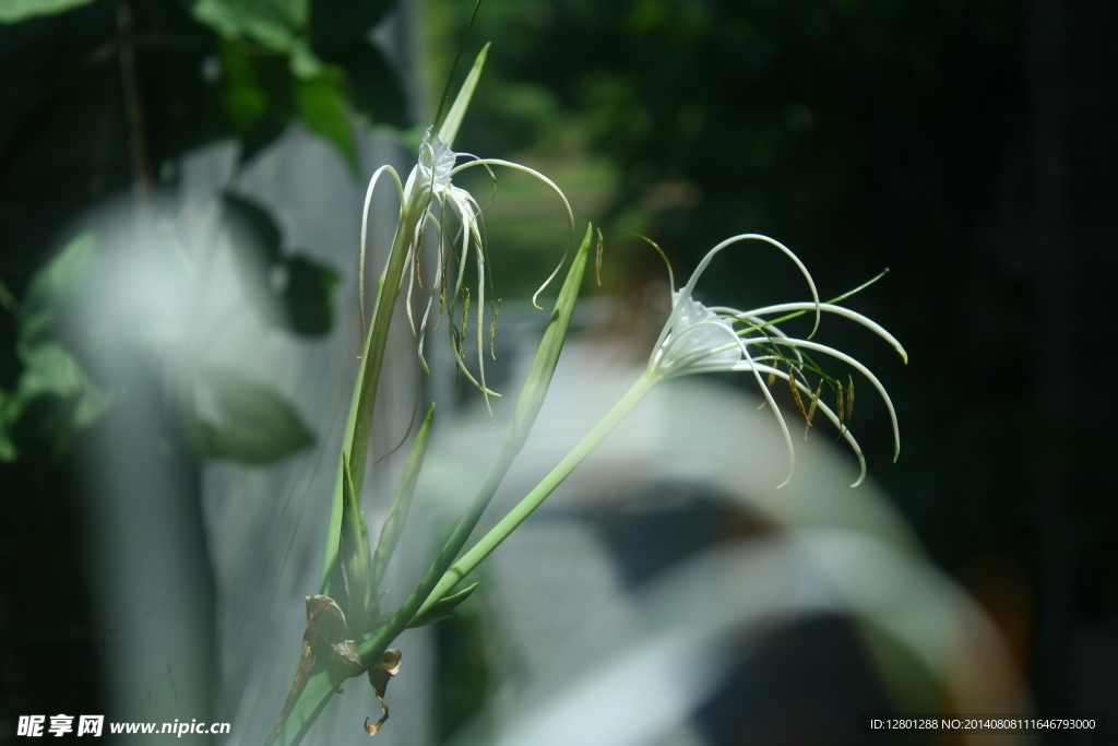 花蕊
