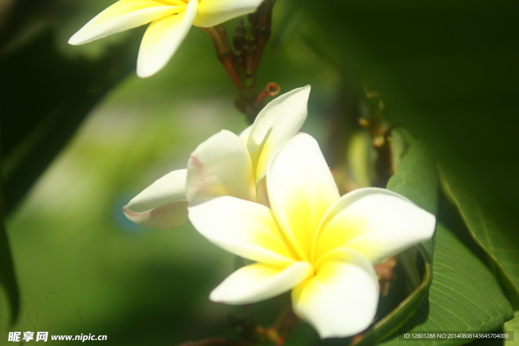 小白花