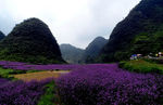 花海