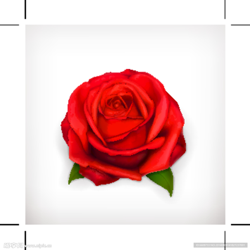 rose玫瑰花