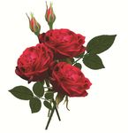 rose玫瑰花