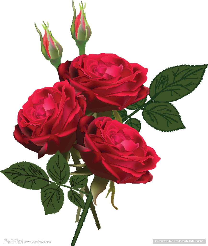 rose玫瑰花