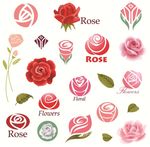rose玫瑰花
