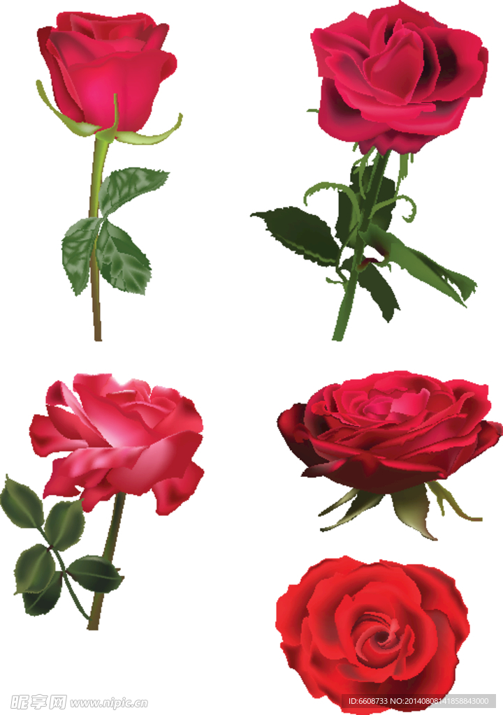 rose玫瑰花