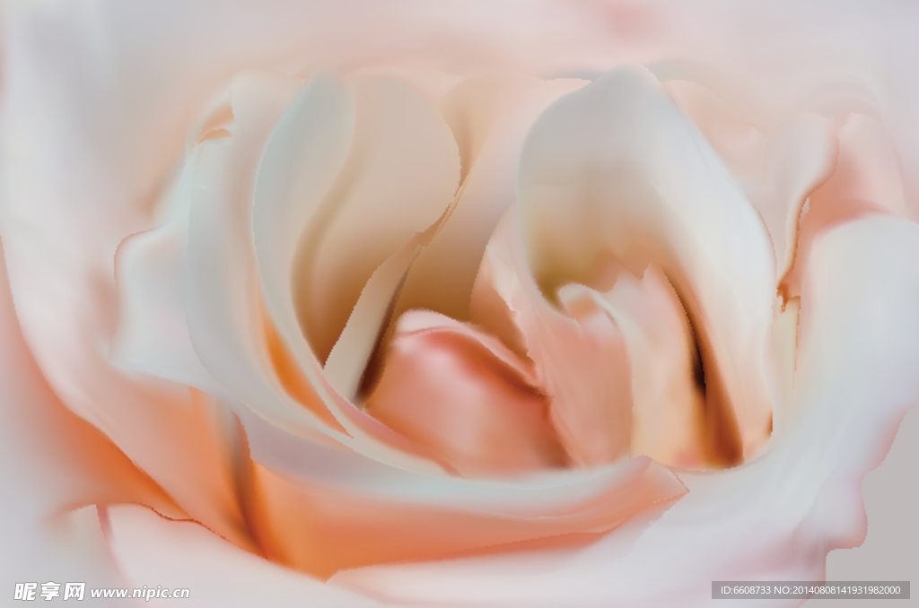 rose玫瑰花