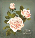 rose玫瑰花