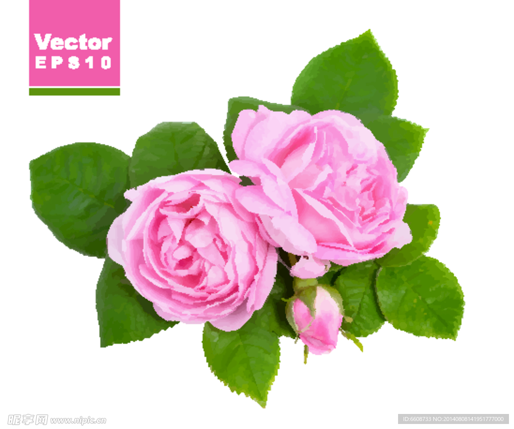 rose玫瑰花