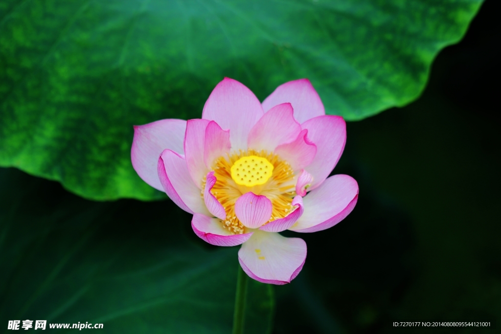 荷花