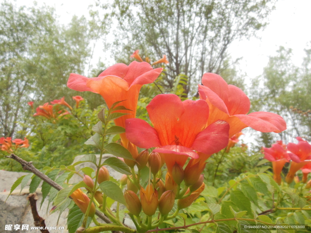凌霄花