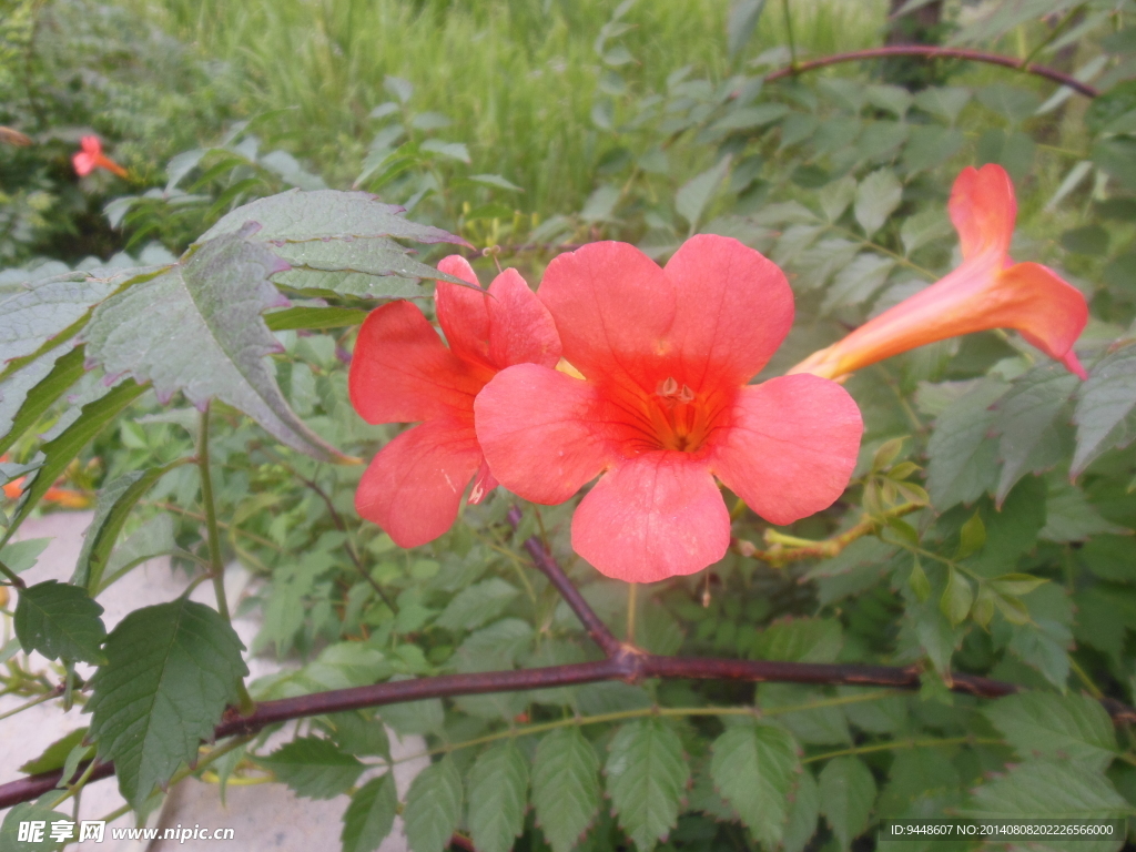 凌霄花