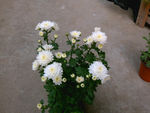 夏菊