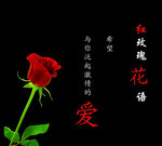 红玫瑰花语