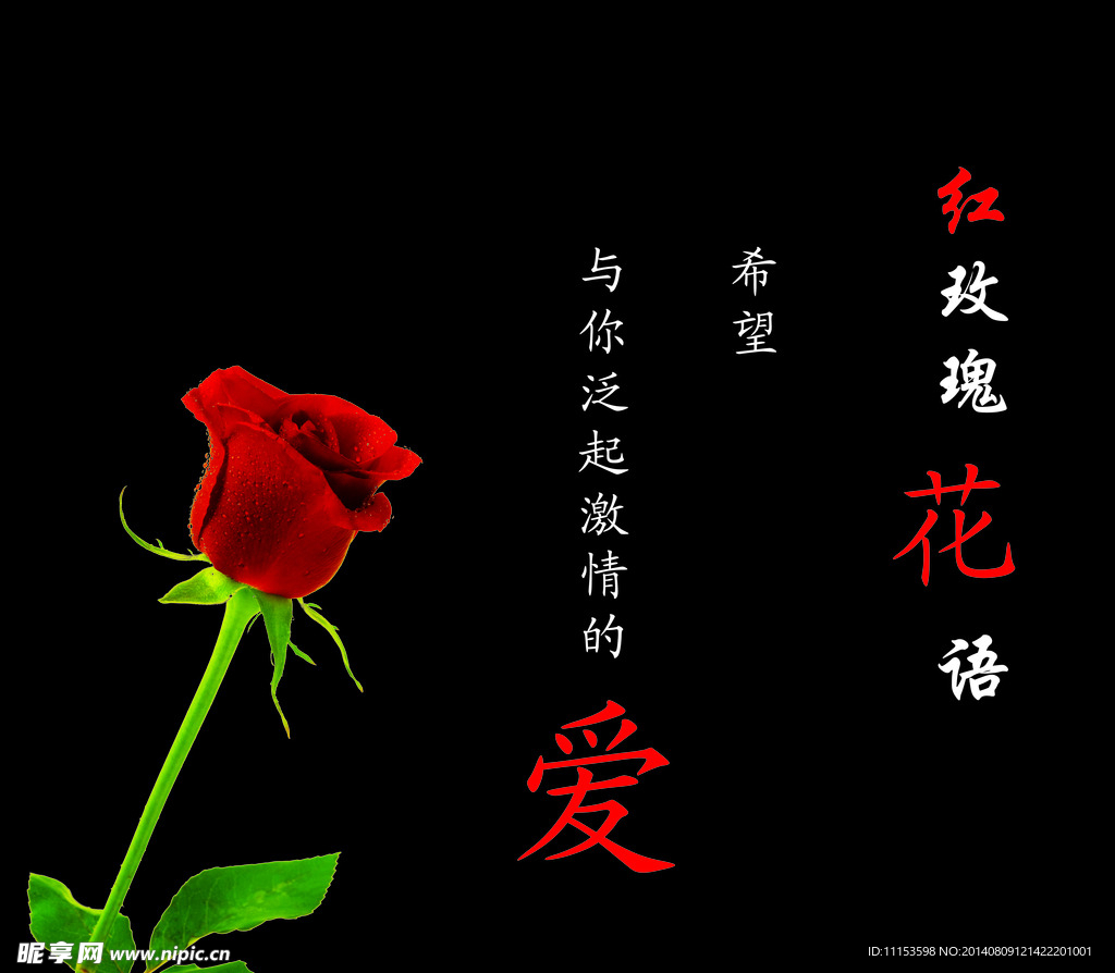 红玫瑰花语