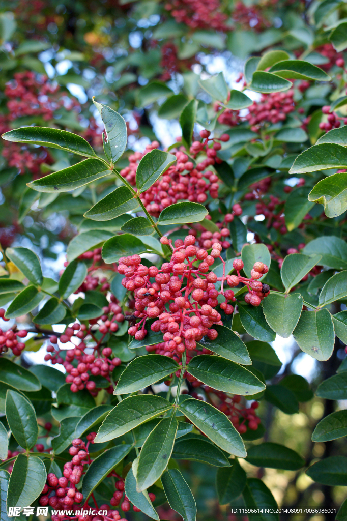 花椒图片