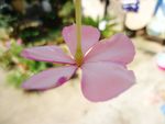长春花