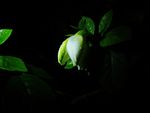 栀子花