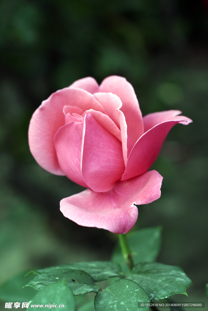 月季花