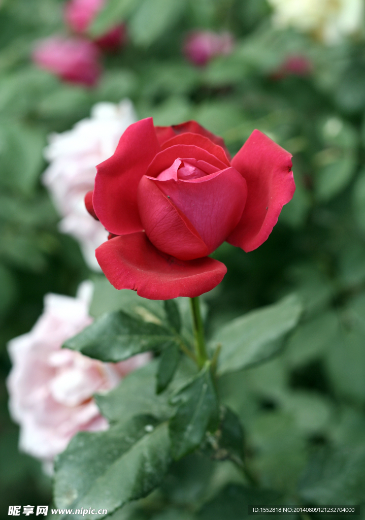 月季花