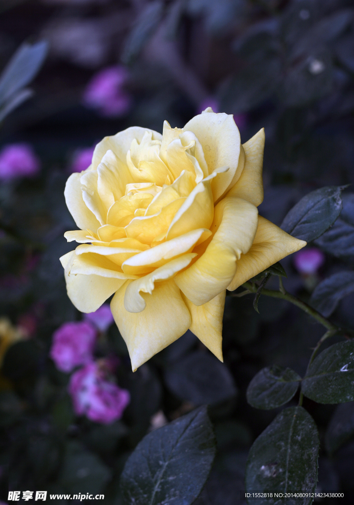 月季花