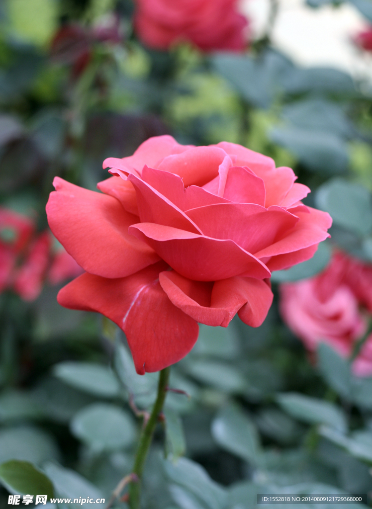 月季花