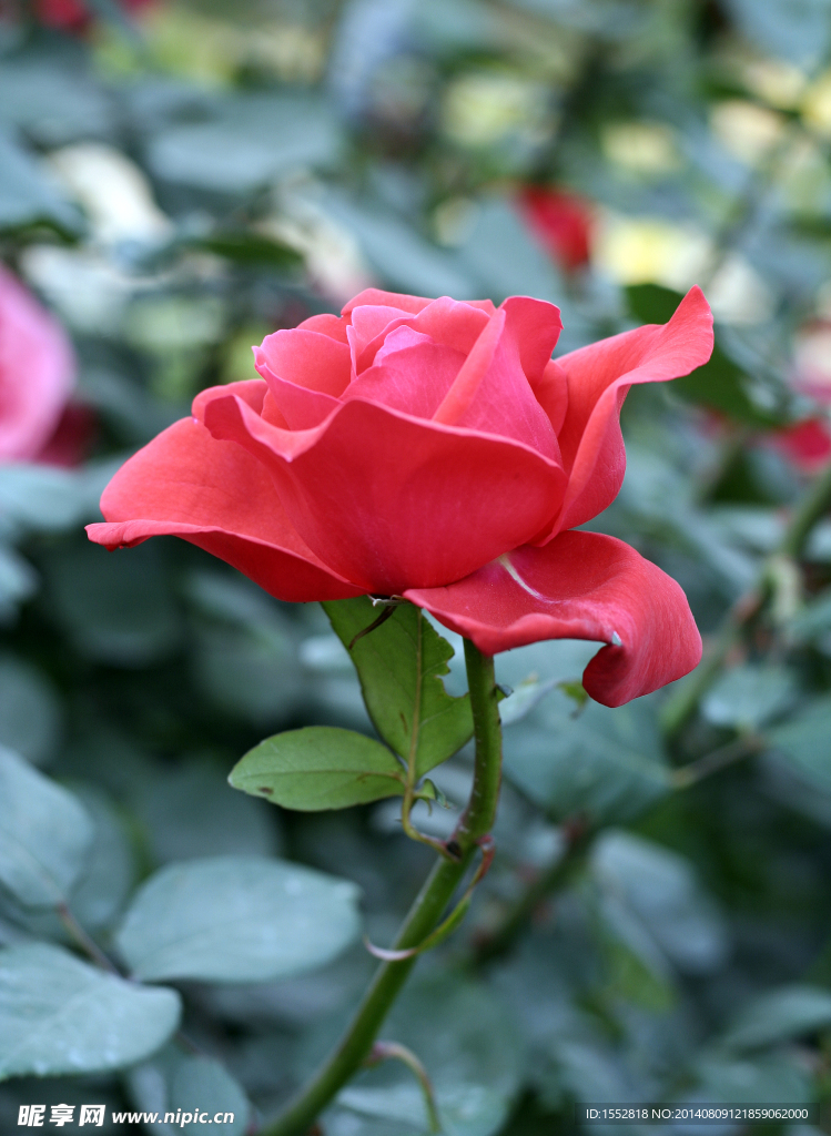 月季花