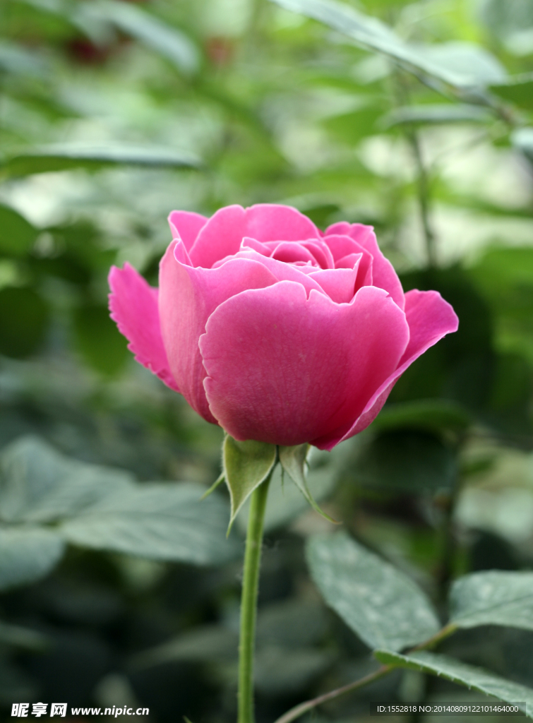 月季花