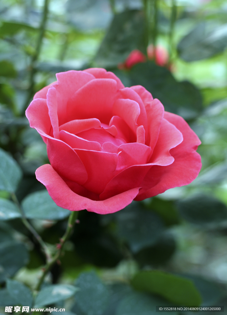 月季花