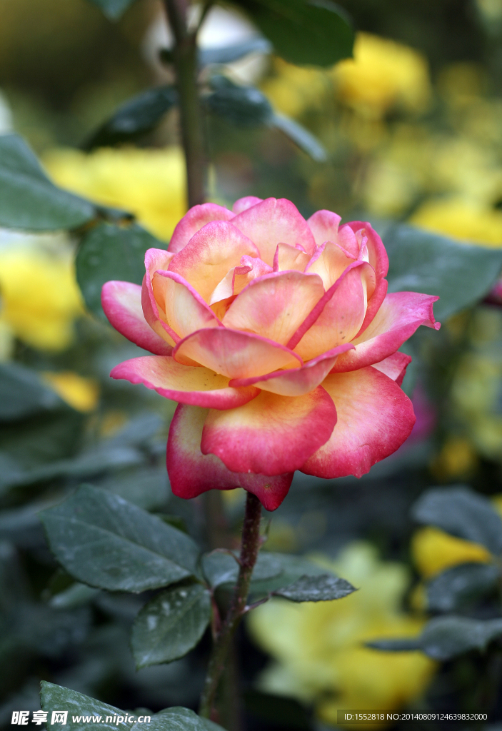 月季花