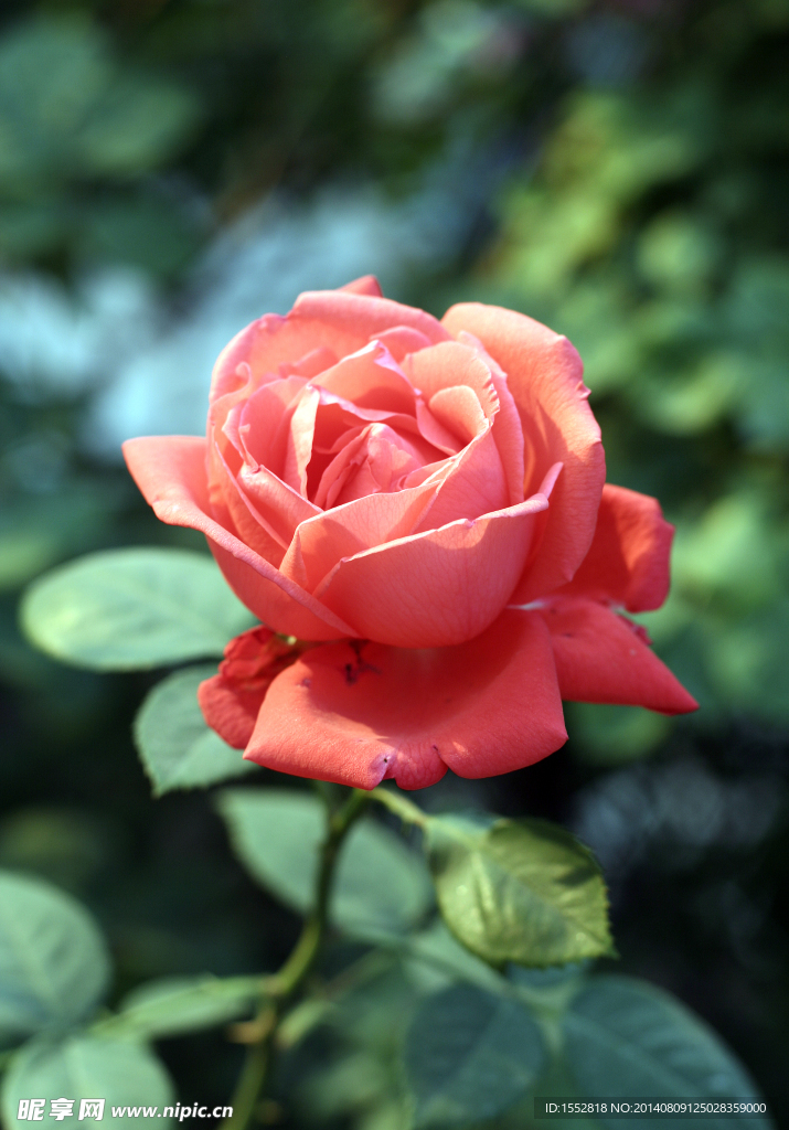 月季花