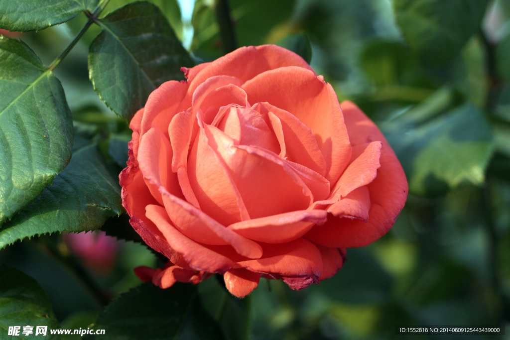 月季花