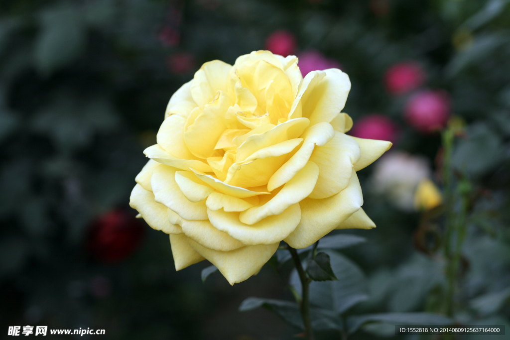 月季花