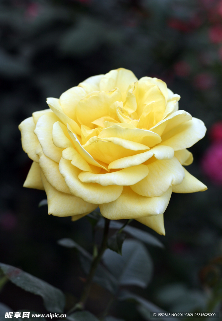 月季花